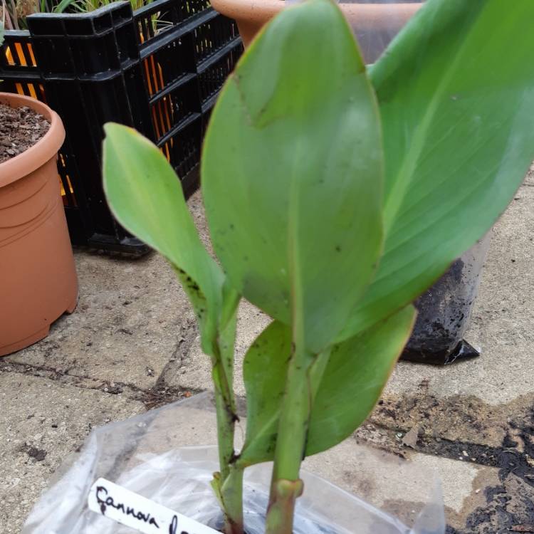 plant image 781352 plant image 781352