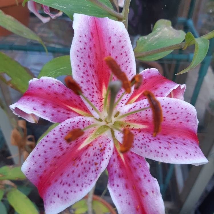 plant image 790700