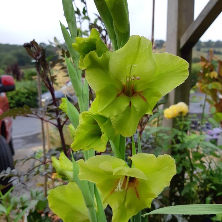 plant image 813999 plant image 813999