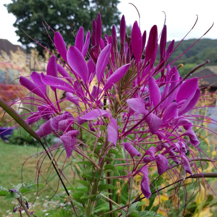 Plant image Cleome hassleriana 'Violet Queen'