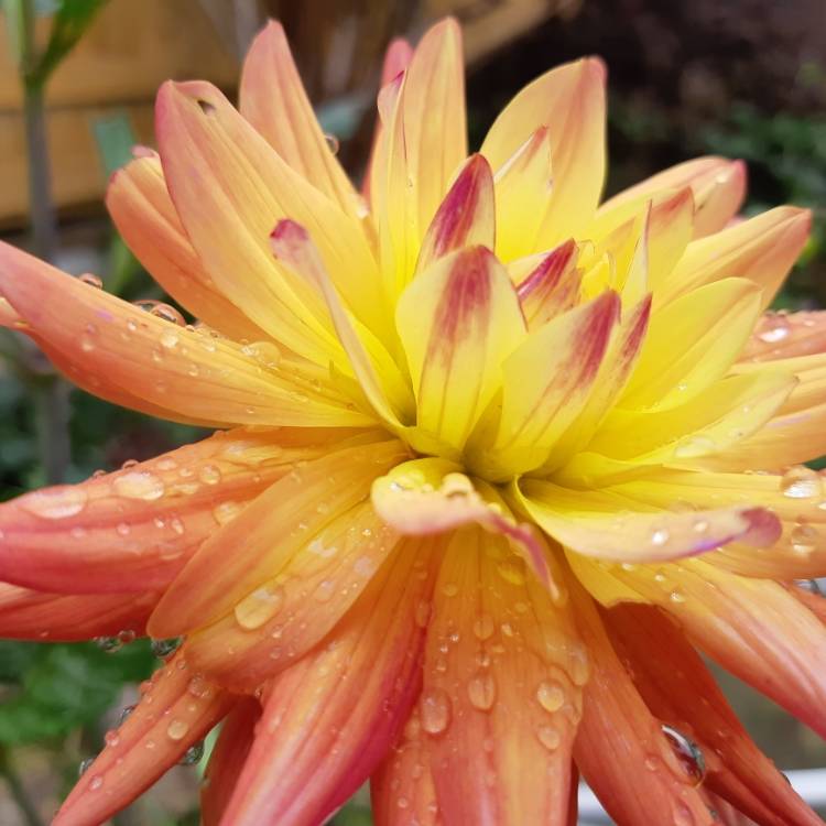 plant image 814114