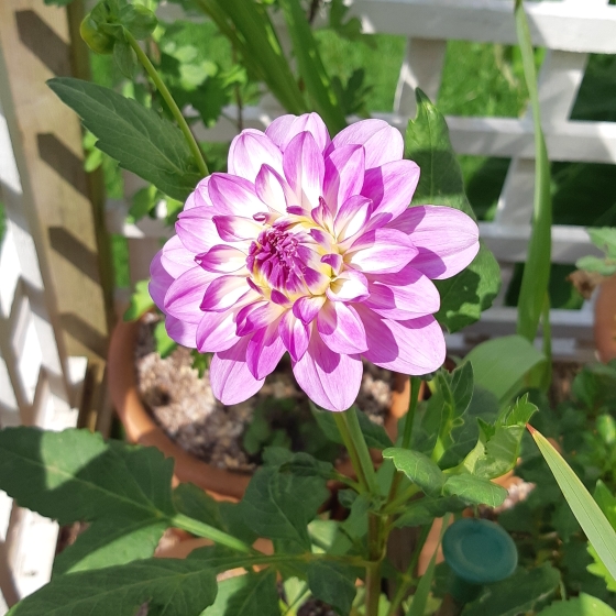 plant image 835216