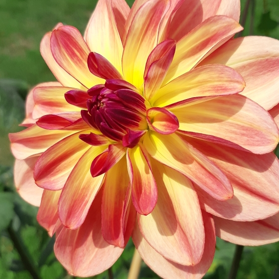 plant image 835218 plant image 835218