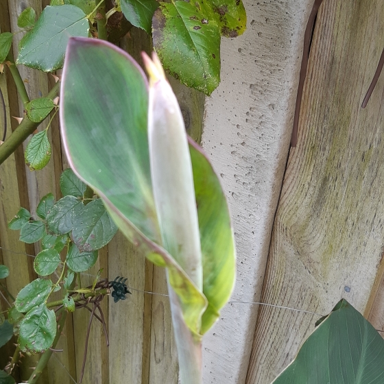 plant image 836042 plant image 836042