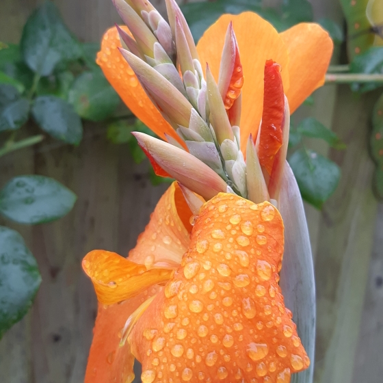 plant image 846227 plant image 846227