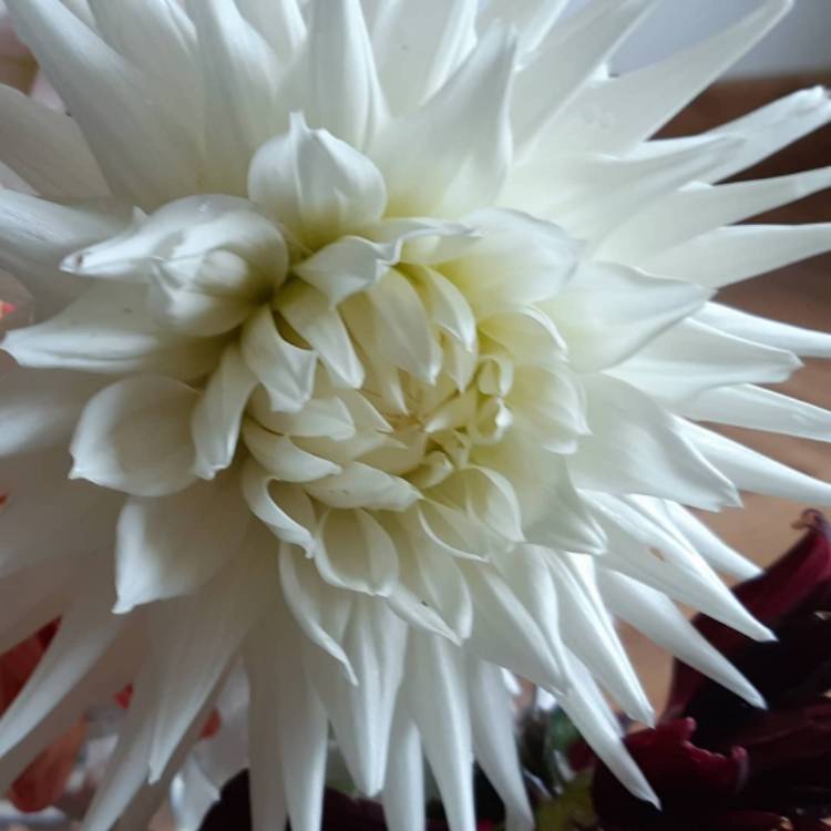 plant image 855398 plant image 855398