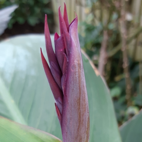plant image 866045 plant image 866045