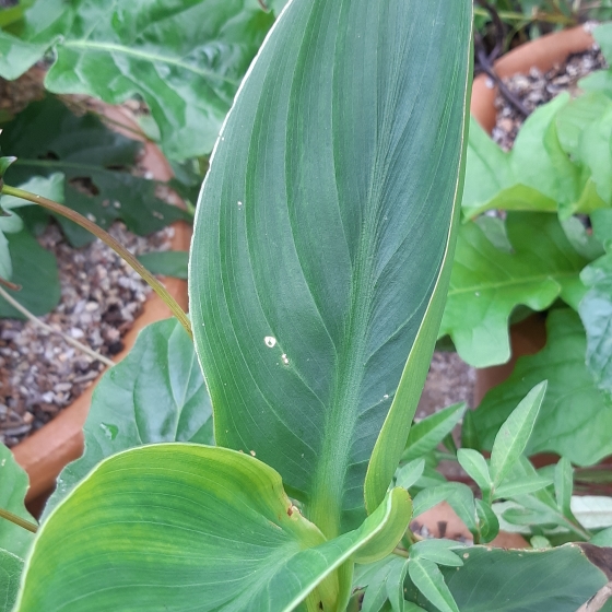 plant image 866048