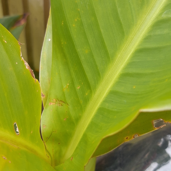 plant image 866065