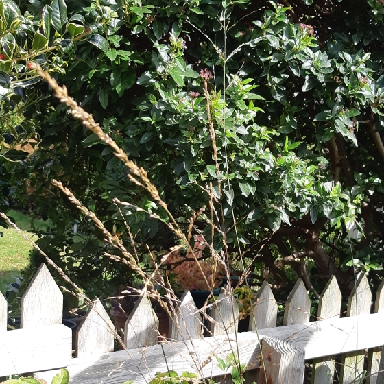 plant image 866209