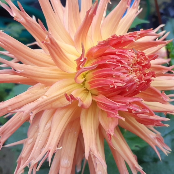 plant image 873832 plant image 873832