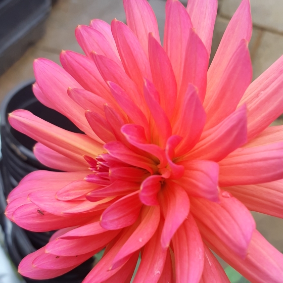 Plant image Dahlia 'Karma Fuchsiana'