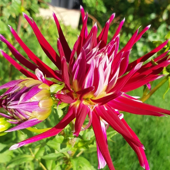 Dahlia 'Hollyhill Spiderwoman', Dahlia 'Hollyhill Spiderwoman ...