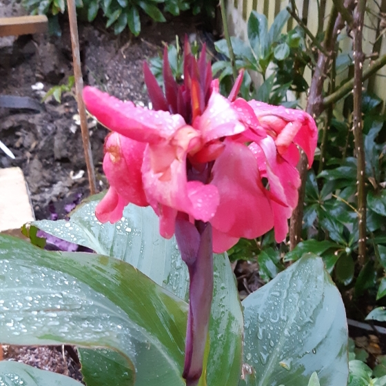 plant image 881928 plant image 881928