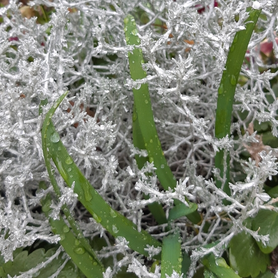plant image 901760