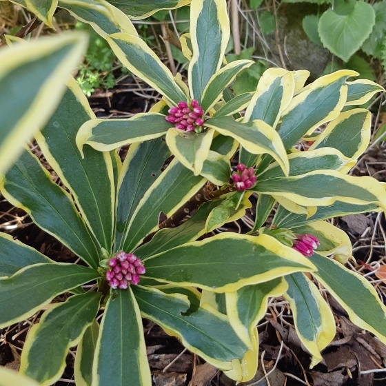 Plant image Daphne odora 'Rebecca'