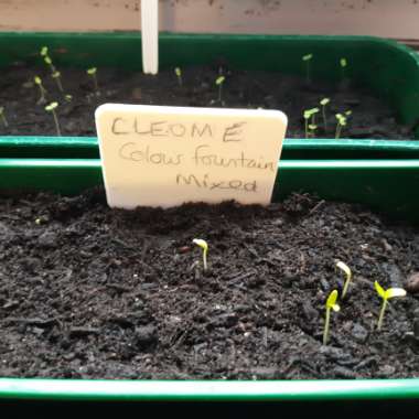 Cleome hassleriana 'Colour Fountain'