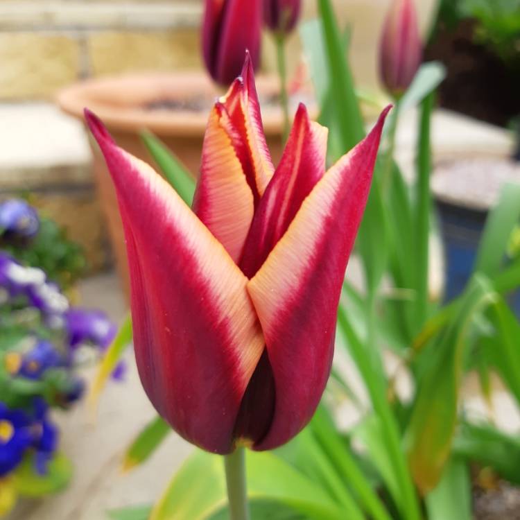 plant image 979726