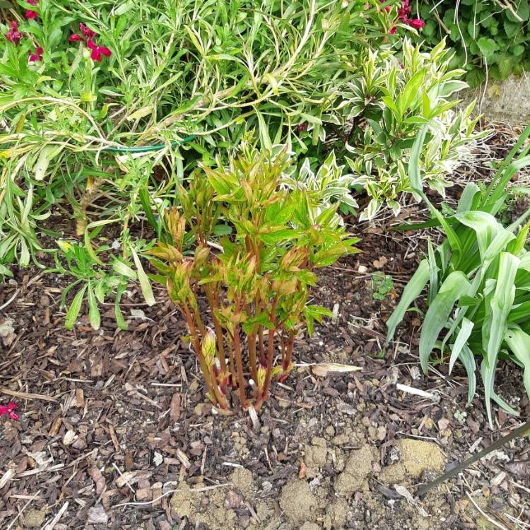 plant image 979731 plant image 979731