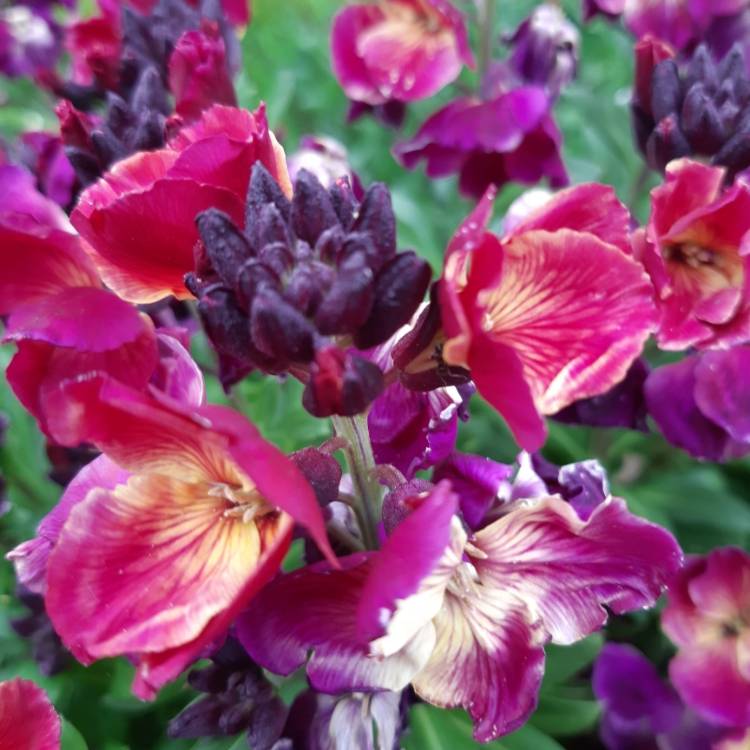 Plant image Erysimum cheiri 'Sunset Purple' (Sunset Series)