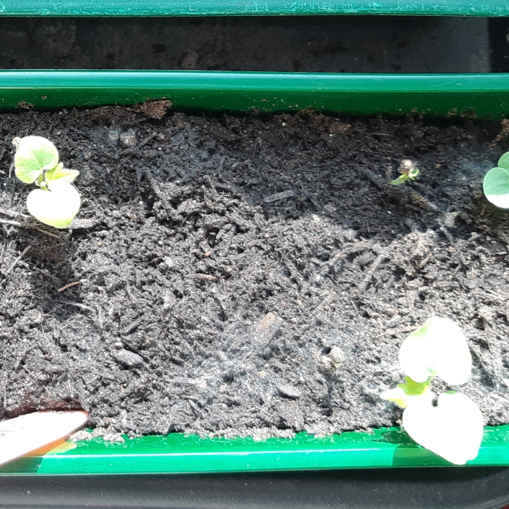 plant image 981006