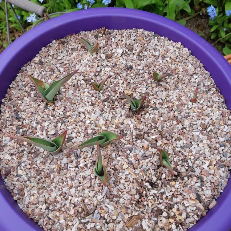 plant image 997640
