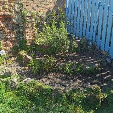 Teresa's garden