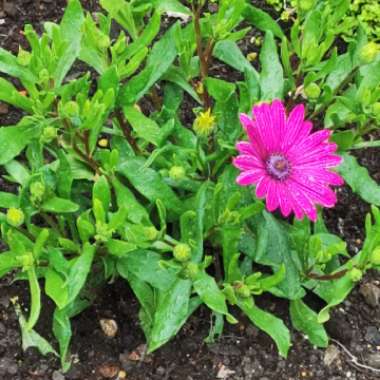 African Daisy