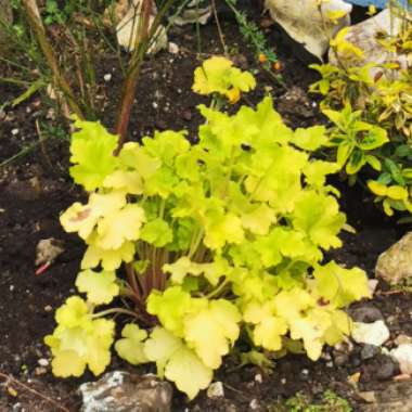 Alumroot 'Lime Marmalade'