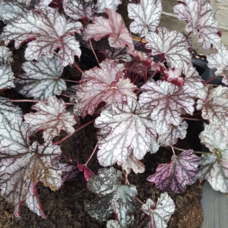 Plant image Heuchera 'Blackberry Jam'