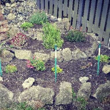 Teresa's garden