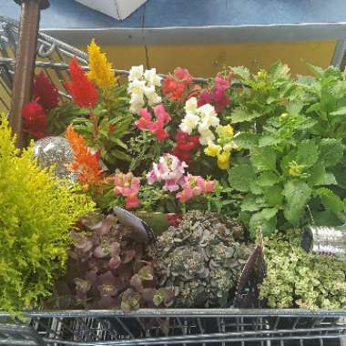 Teresa's garden