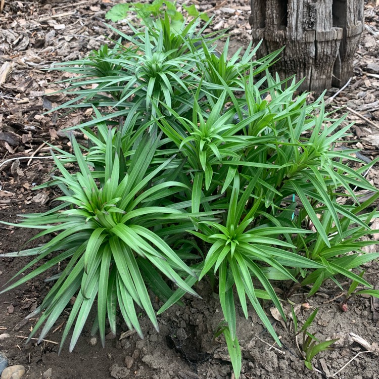Plant image Lilium lancifolium syn. Lilium tigrinum