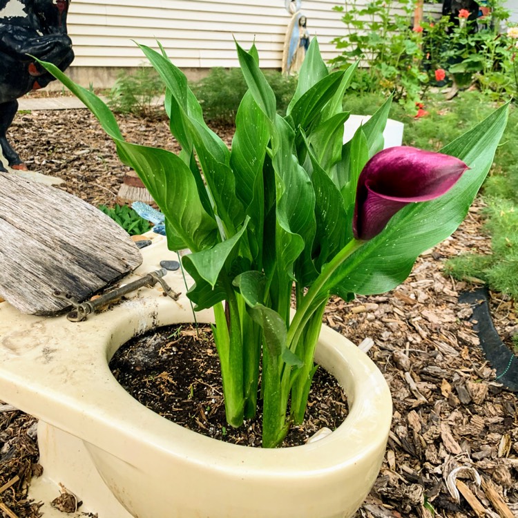 plant image 1347676