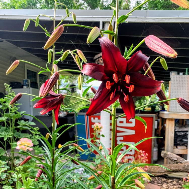 plant image 1349154