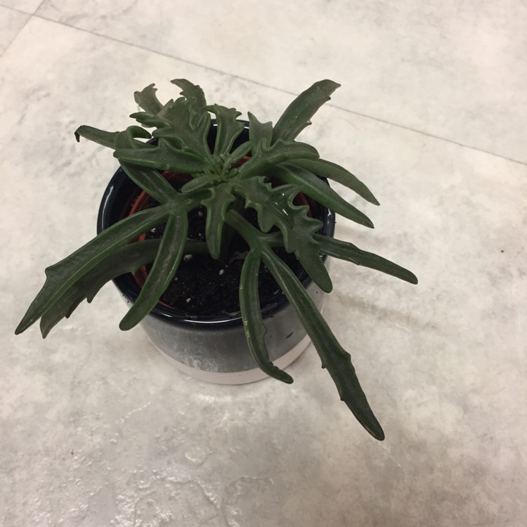 Plant image Kalanchoe x kewensis