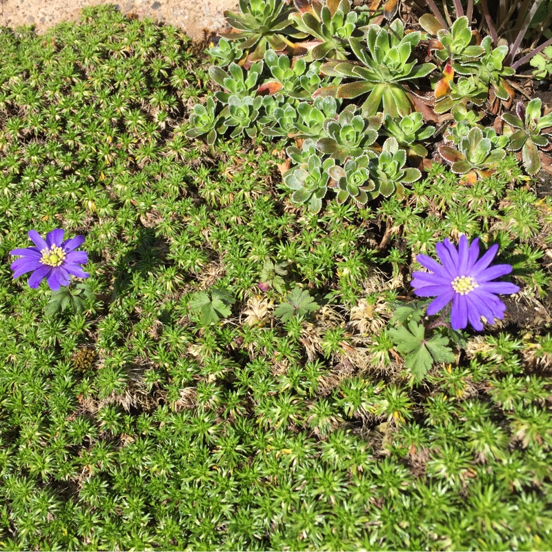 Trevor's garden