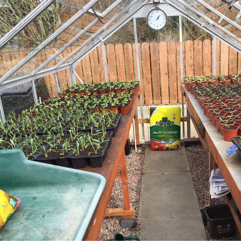 Trevor's garden