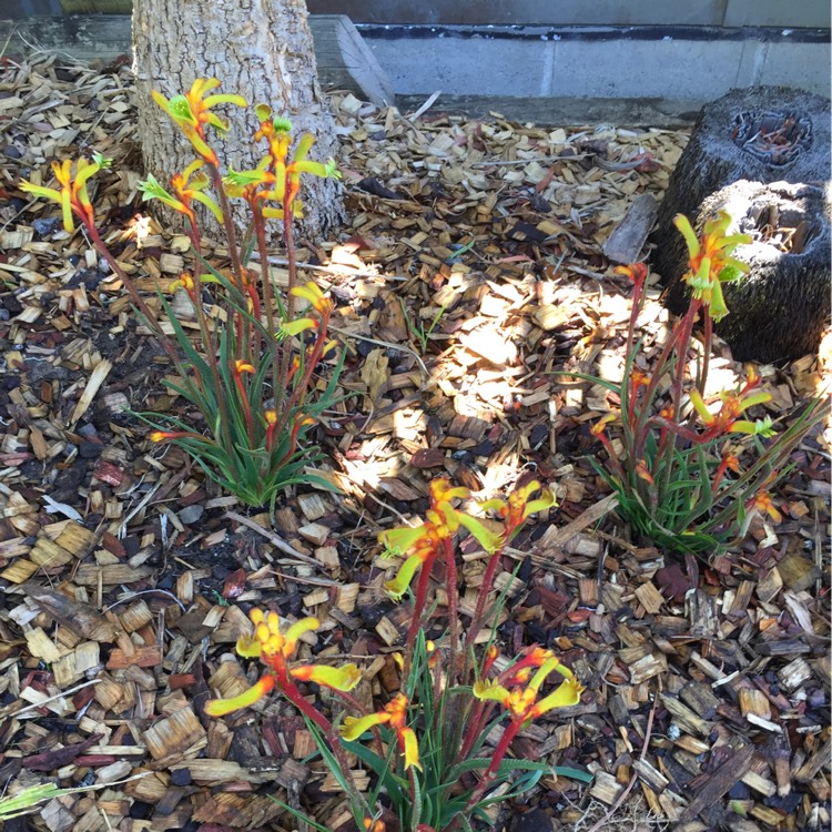 plant image 270242