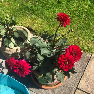 Tricia's garden