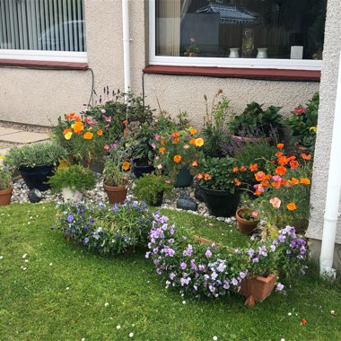 Tricia's garden