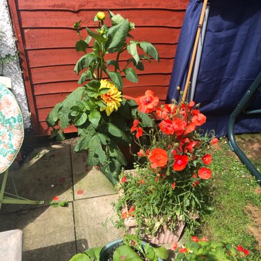 Tricia's garden
