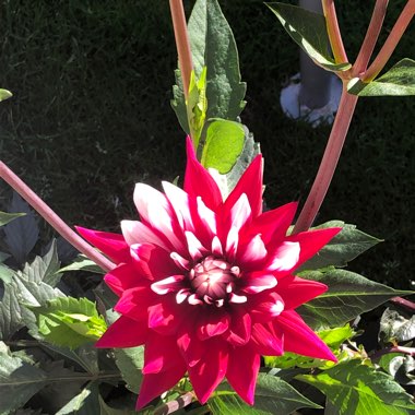 Tricia's garden