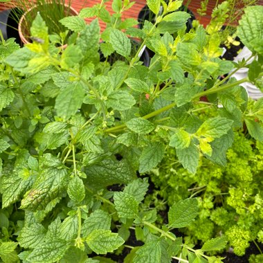 Tricia's garden