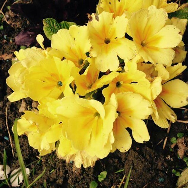 Plant image Primula acaulis 'Osiered Amber group'