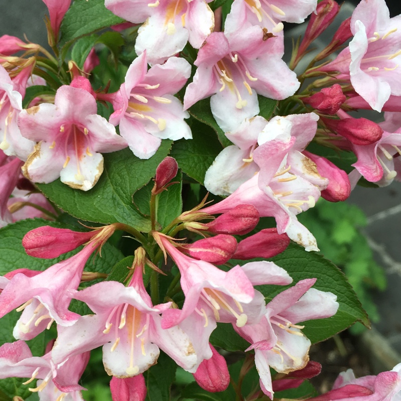 plant image 102917