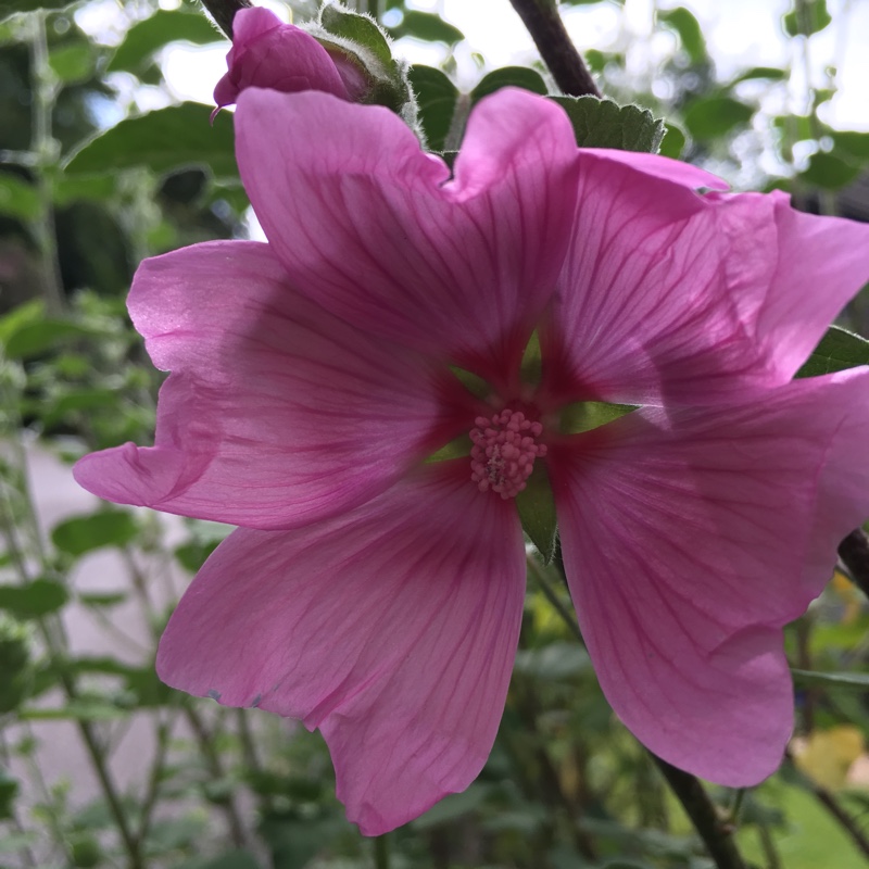 Plant image Lavatera x clementii 'Rosea'
