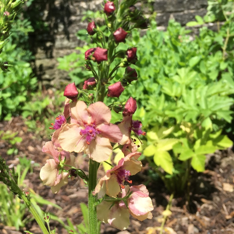 Plant image Verbascum