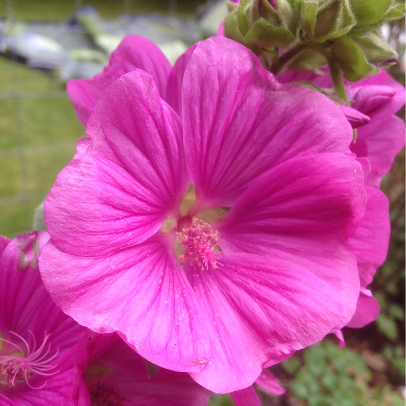 plant image 169768 plant image 169768