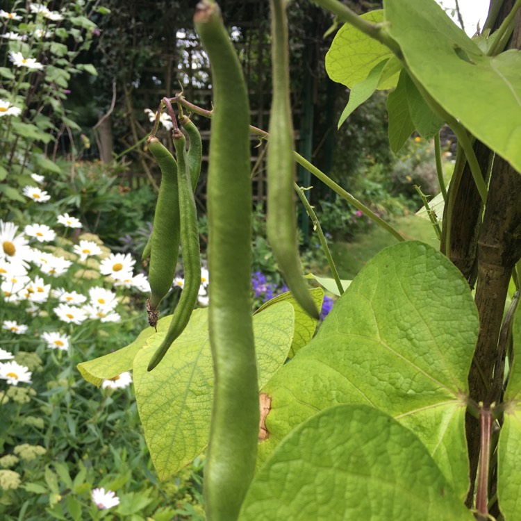 plant image 203974